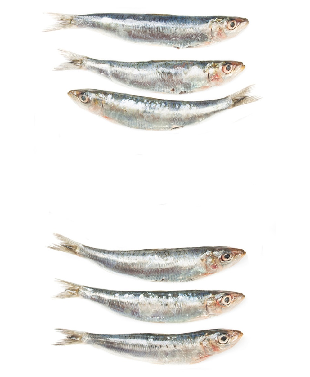 Pesce
